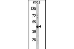 Western blot analysis of HIBCH Antibody (Center) (ABIN391638 and ABIN2841549) in K562 cell line lysates (35 μg/lane).