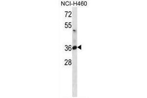 ATP1B3 Antibody (C-term) western blot analysis in NCI-H460 cell line lysates (35µg/lane). (ATP1B3 anticorps  (C-Term))