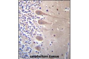 ZN Antibody (Center) (ABIN657288 and ABIN2846375) immunohistochemistry analysis in formalin fixed and paraffin embedded human cerebellum tissue followed by peroxidase conjugation of the secondary antibody and DAB staining.