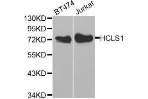 Western blot analysis of extracts of various cell lines, using HCLS1 antibody. (HCLS1 anticorps  (AA 1-280))