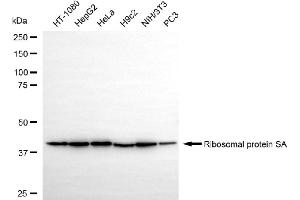 Western blotting analysis using ribosomal protein SA antibody (ABIN7800237).