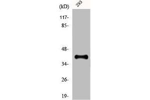 Western Blot analysis of 293 cells using Dlx-3 Polyclonal Antibody (DLX3 anticorps  (Internal Region))