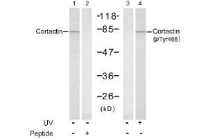Image no. 1 for anti-Cortactin (CTTN) (Tyr466) antibody (ABIN197532) (Cortactin anticorps  (Tyr466))