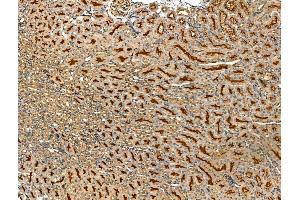 ABIN7094453 and ABIN7098501 at 1/100 staining Mouse kidney tissue by IHC-P. (LOX anticorps  (Internal Region))