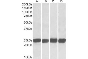 ABIN184670 (0. (GRB2 anticorps  (C-Term))