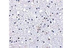 Immunohistochemistry (IHC) image for anti-Duffy Blood Group, Chemokine Receptor (DARC) (N-Term) antibody (ABIN1031343) (DARC anticorps  (N-Term))