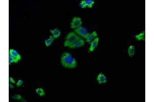 Immunofluorescence staining of HepG2 cells with ABIN7139763 at 1:50, counter-stained with DAPI. (CAPRIN2 anticorps  (AA 83-100))