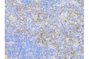 Immunohistochemistry of paraffin-embedded mouse thymus using CD3E antibody. (CD3 epsilon anticorps  (C-Term))