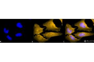 Immunocytochemistry/Immunofluorescence analysis using Rat Anti-HSF1 Monoclonal Antibody, Clone 10H4 . (HSF1 anticorps  (HRP))