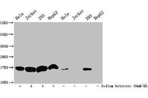 Western Blot Detected samples: Hela whole cell lysate, Jurkat whole cell lysate, 293 whole cell lysate, HepG2 whole cell lysate, Untreated (-) or treated (+) with 30 mM sodium butyrate for 4h All lanes: HIST1H3A antibody at 1:500 Secondary Goat polyclonal to rabbit IgG at 1/40000 dilution Predicted band size: 16 kDa Observed band size: 16 kDa