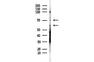 Western blot analysis of lysates from Mouse testis, using GLU Antibody at 1/1000 dilution.
