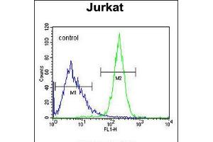 Flow cytometric analysis of Jurkat cells (right histogram) compared to a negative control cell (left histogram). (CWC22 anticorps  (N-Term))