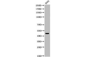 Western Blot analysis of K562 cells using Acetyl-Tubulin α (K352) Polyclonal Antibody