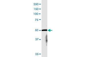 PCSK4 MaxPab polyclonal antibody.