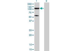 Western Blot analysis of TRIM28 expression in transfected 293T cell line by TRIM28 monoclonal antibody (M01), clone 4E6. (KAP1 anticorps  (AA 379-524))