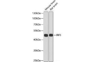 Western blot analysis of extracts of various cell lines using IRF3 Polyclonal Antibody at dilution of 1:1000. (IRF3 anticorps)