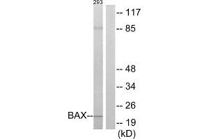 Western blot analysis of extracts from 293 cells, using BAX antibody.