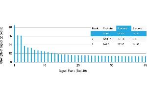 Protein Array (PAr) image for anti-Cadherin 5 (CDH5) antibody (ABIN7456153) (Cadherin 5 anticorps)