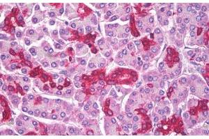 Anti-ABCD1 antibody IHC staining of human pancreas. (ABCD1 anticorps)