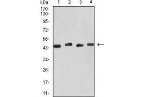 Western blot analysis using KRT19 mouse mAb against MCF-7 (1), SW480 (2), SW620 (3), and HCT116 (4) cell lysate. (Cytokeratin 19 anticorps  (AA 274-400))