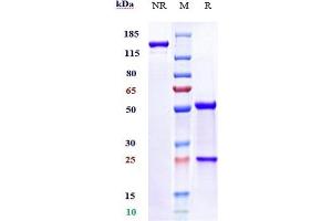 Anti-B7-H5 / VISTA Reference Antibody (onvatilimab) on SDS-PAGE under reducing (R) condition. (Recombinant VISTA (Onvatilimab Biosimilar) anticorps)