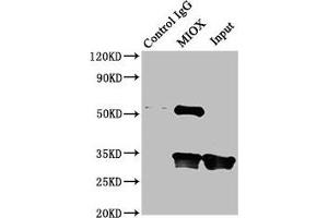 Immunoprecipitating MIOX in Mouse kidney tissue Lane 1: Rabbit control IgG instead of ABIN7156306 in Mouse kidney tissue. (MIOX anticorps  (AA 1-285))
