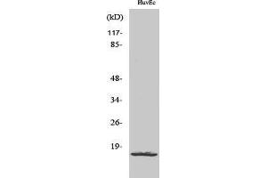 Western Blotting (WB) image for anti-Ribosomal Protein L26-Like 1 (RPL26L1) (C-Term) antibody (ABIN3177235) (RPL26L1 anticorps  (C-Term))