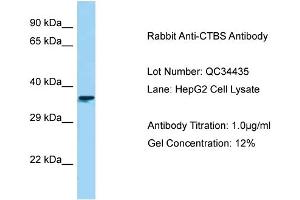 Host: Rabbit Target Name: CTBS Sample Type: HepG2 Antibody Dilution: 1. (CTBS anticorps  (C-Term))