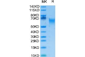 Biotinylated Human B7-H2 on Tris-Bis PAGE under reduced condition.