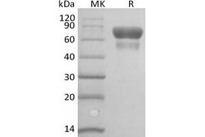 Western Blotting (WB) image for CD28 (CD28) (Active) protein (Biotin) (ABIN7319852)