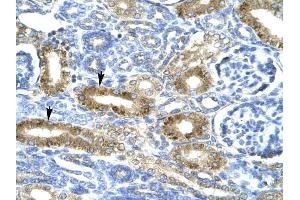 CHRND antibody was used for immunohistochemistry at a concentration of 4-8 ug/ml to stain Epithelial cells of renal tubule (arrows) in Human Kidney.