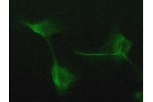 Immunofluorescence (IF) image for anti-Vimentin (VIM) antibody (ABIN1109487) (Vimentin anticorps)