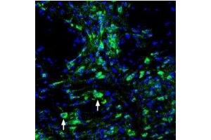 Expression of ASIC3 in mouse dorsal raphe nucleus - Immunohistochemical staining of perfusion-fixed frozen mouse brain sections using Guinea pig Anti-ASIC3 Antibody (ABIN7042916, ABIN7045408 and ABIN7045409), (1:200), followed by goat-anti-guinea pig-AlexaFluor-488 secondary antibody.