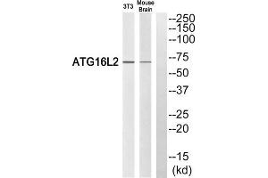Western blot analysis of extracts from 3T3 cells and mouse brain cells, using ATG16L2 antibody. (ATG16L2 anticorps  (Internal Region))