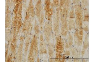 anti-Cofilin 2 (CFL2) (AA 57-166) antibody