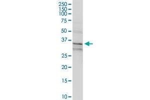 ANXA1 MaxPab rabbit polyclonal antibody. (Annexin a1 anticorps  (AA 1-346))