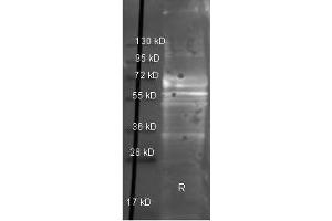 Western Blot of Goat anti-Fibrinogen antibody.