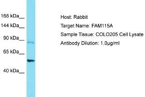 Host: Rabbit Target Name: FAM115A Sample Tissue: Human COLO205 Whole Cell Antibody Dilution: 1ug/ml (FAM115A anticorps  (C-Term))