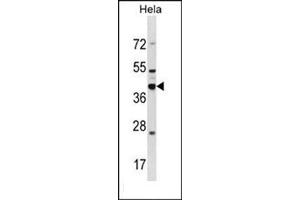 Western blot analysis of DND1 Antibody  in Hela cell line lysates (35ug/lane). (DND1 anticorps  (Middle Region))