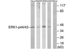 Western blot analysis of extracts from HeLa/HepG2/293/HuvEc, using p44/42 MAP Kinase (Ab-204) Antibody. (ERK1/2 anticorps  (AA 170-219))