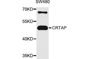 Western blot analysis of extracts of SW480 cells, using CRTAP antibody. (CRTAP anticorps)