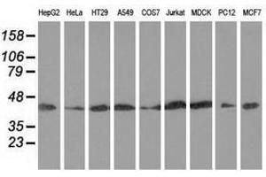 Image no. 10 for anti-DnaJ (Hsp40) Homolog, Subfamily A, Member 2 (DNAJA2) antibody (ABIN1497862)