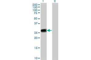 Western Blot analysis of PEF1 expression in transfected 293T cell line by PEF1 MaxPab polyclonal antibody. (PEF1 anticorps  (AA 1-284))