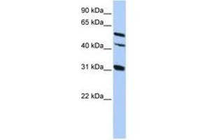 Image no. 1 for anti-Gap Junction Protein, alpha 8, 50kDa (GJA8) (AA 359-408) antibody (ABIN6742702) (GJA8 anticorps  (AA 359-408))