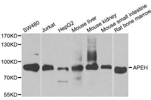 Western blot analysis of extracts of various cell lines, using APEH antibody. (APEH anticorps)