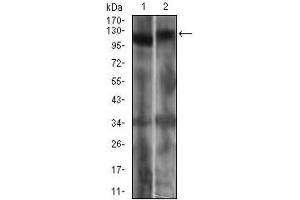 Western blot analysis using RB1 mouse mAb against Jurkat (1) and A431 (2) cell lysate.