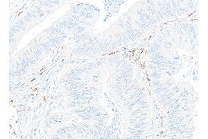 Immunohistochemistry (IHC) image for anti-CD14 (CD14) (AA 20-352) antibody (ABIN7453998) (Recombinant CD14 anticorps  (AA 20-352))