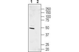 Western blot analysis of human SHSY-5Y neuroblastoma cell lysate: - 1. (KCNJ11 anticorps  (C-Term, Intracellular))