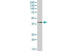 RBM9 MaxPab rabbit polyclonal antibody. (RBM9 anticorps  (AA 1-380))
