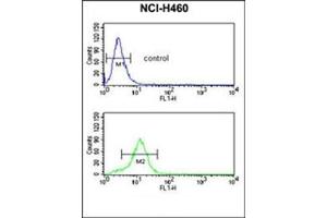 Flow cytometric analysis of NCI-H460 cells using ESRRB Antibody  (bottom histogram) compared to a negative control cell (top histogram).